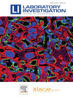 MicroRNA-182 improves spinal cord injury in mice by modulating apoptosis and the inflammatory response via IKKβ/NF-κB