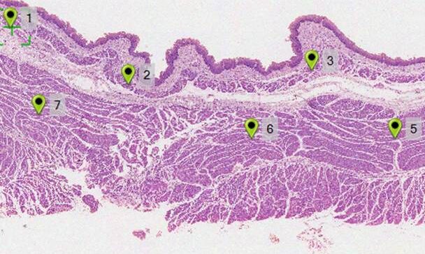 New Partnership with Objective Imaging