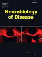 Early-onset brain alterations during postnatal development in a mouse model of CDKL5 deficiency disorder