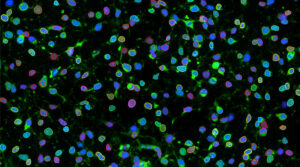 Cell Behavior & Viability