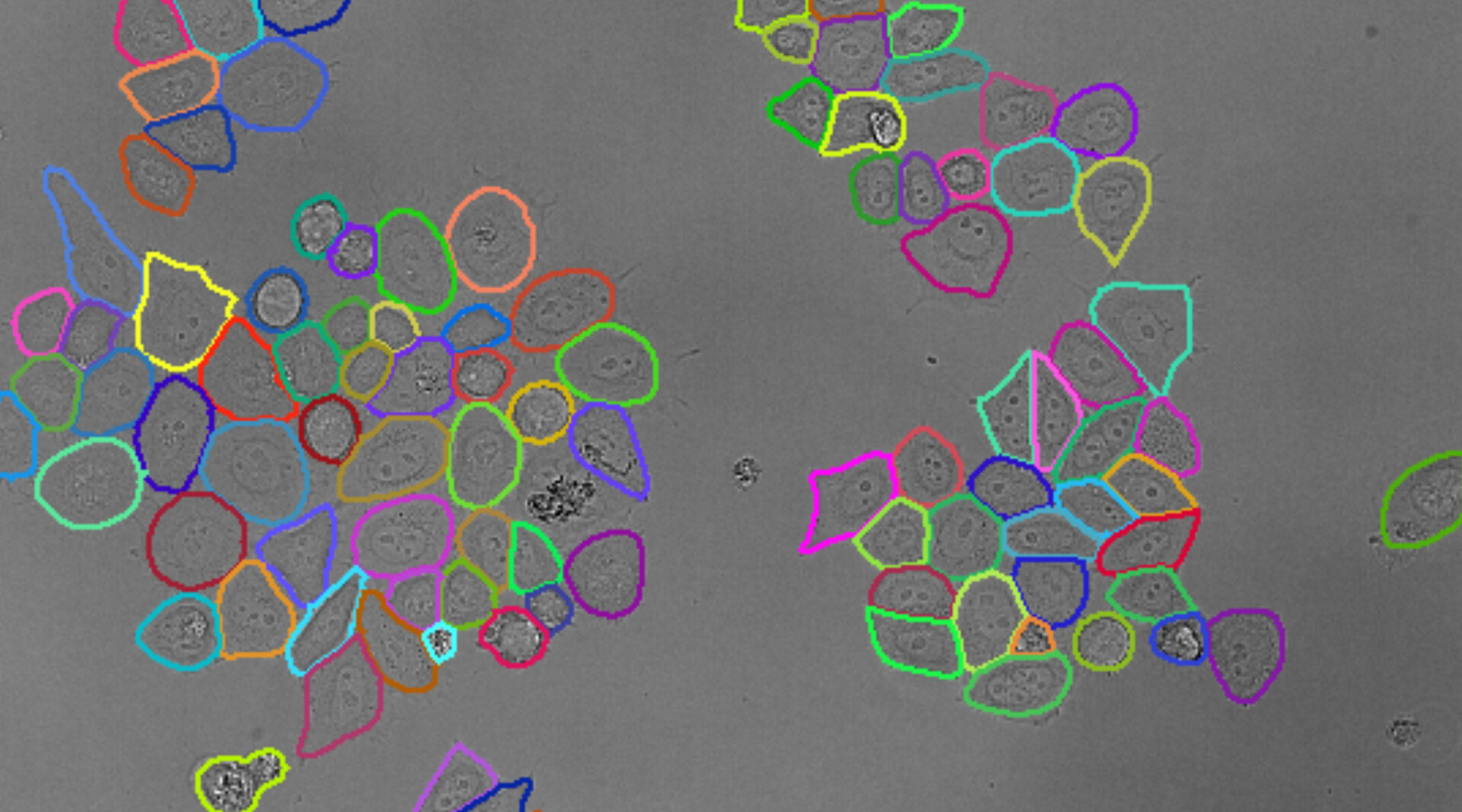 Cell Count (Label-Free)