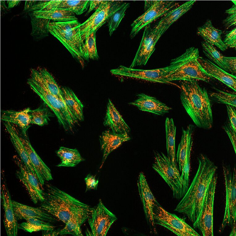 Cell Morphology