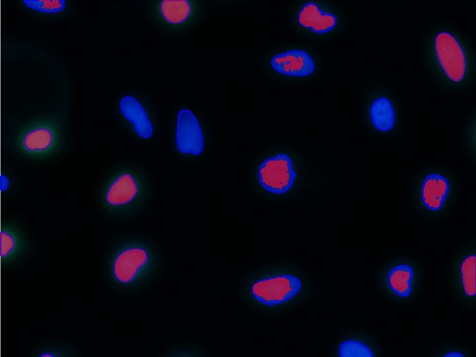 Cell Proliferation