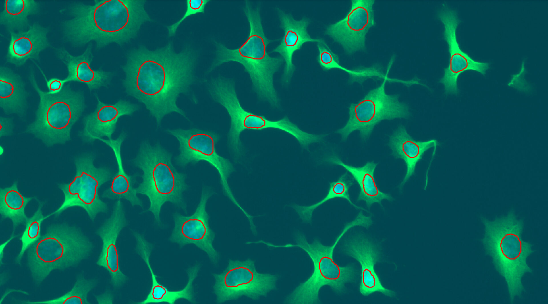 Nuclei (Fluorescence)