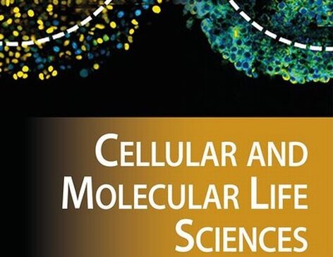 PIEZO1 targeting in macrophages boosts phagocytic activity and foam cell apoptosis in atherosclerosis