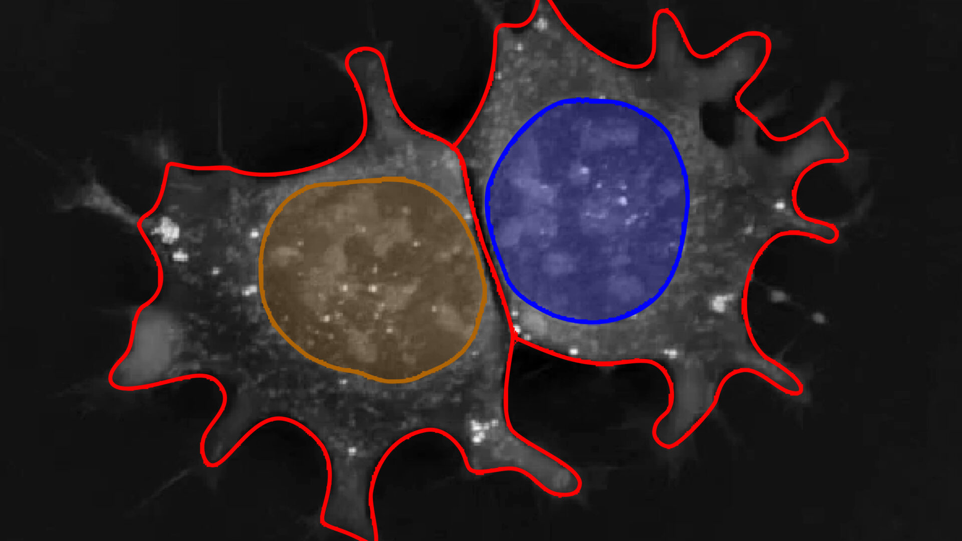 Cell Morphology (Holotomography)