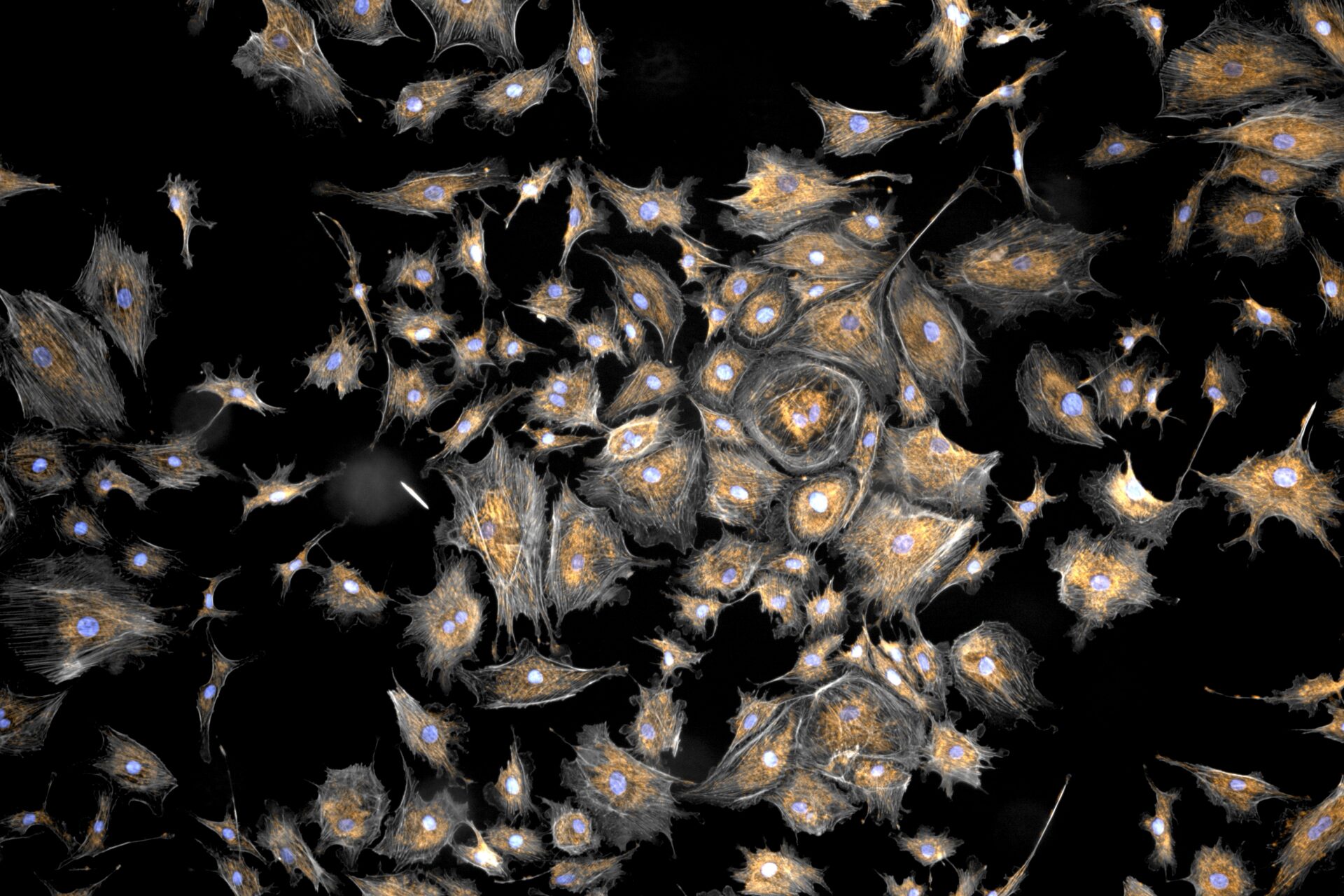 Improve Life Science Research Efficiency and Accuracy with AI and Automation for Accelerated Discoveries: AI Deep Learning
