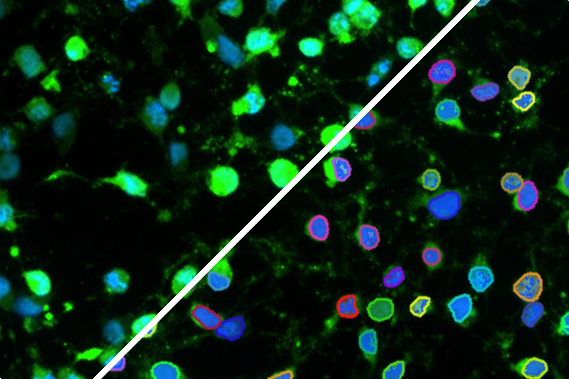 Built for Breakthroughs Across the Sciences​ - Cancer Research