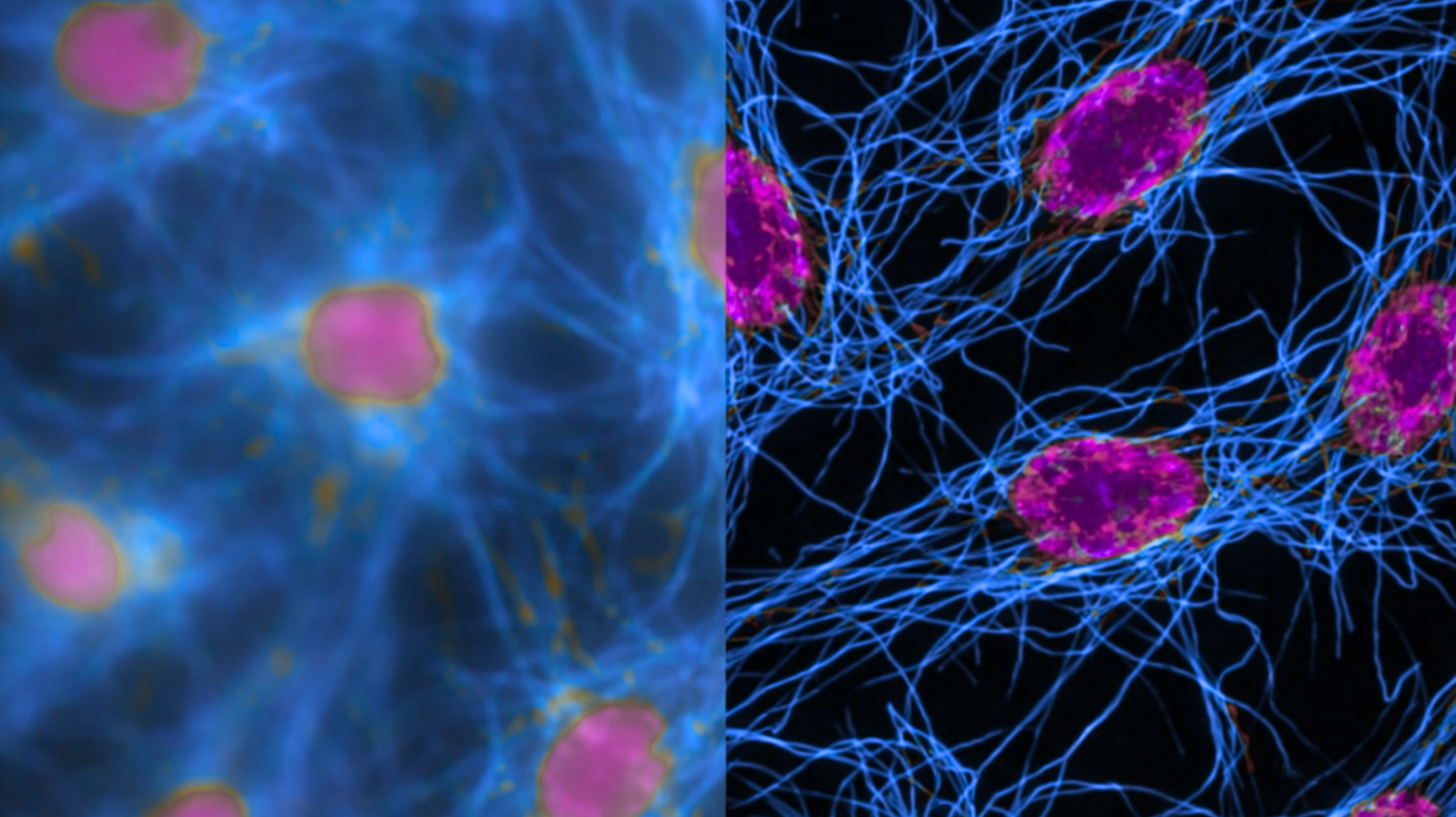 Raw widefield fluorescence image (left side) compared to the same dataset after iterative deconvolution (right side).