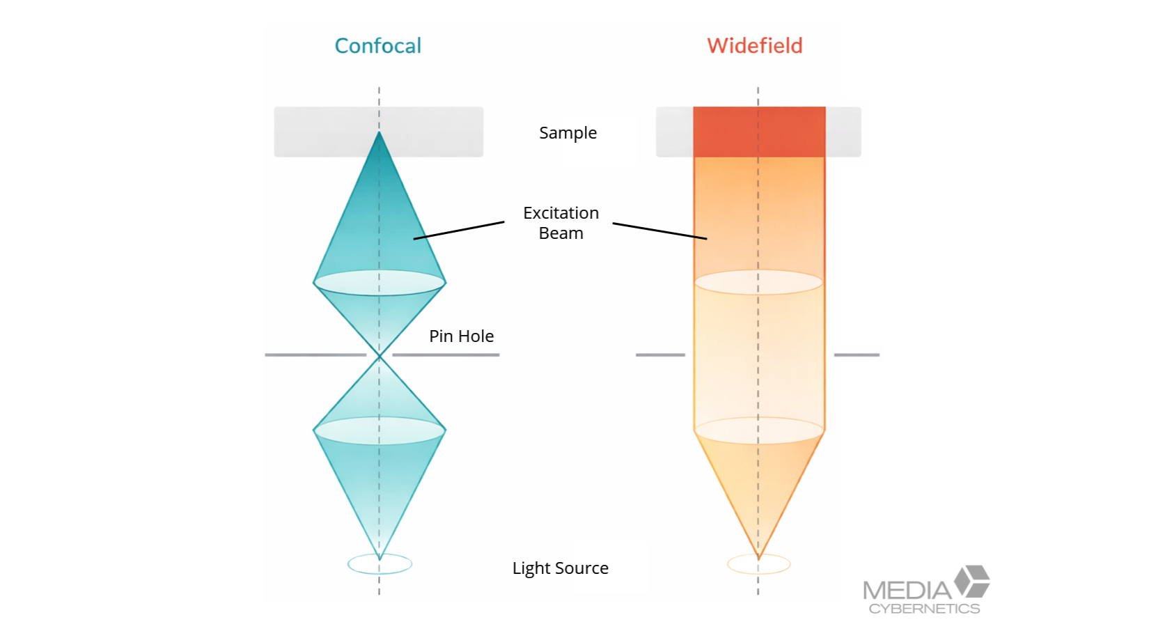 Comparison of widefield and confocal fluorescence imaging before deconvolution