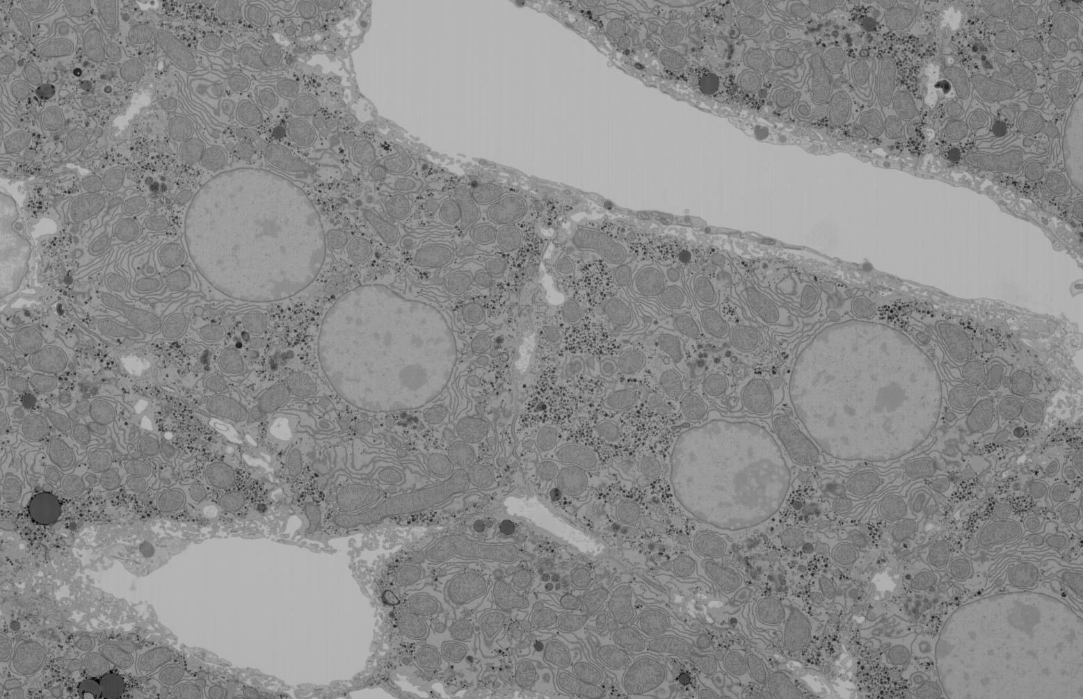 Picture_Mouse Liver