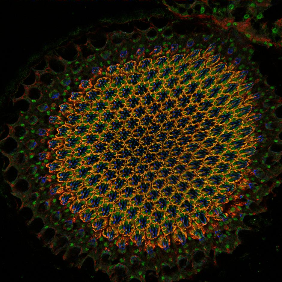 Picture_xy-3ch-Droso retina oregon-gr cy3 cy5