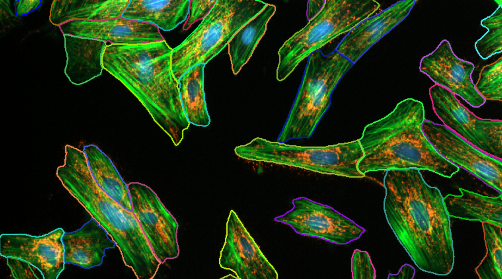 Cell-Morphology-After