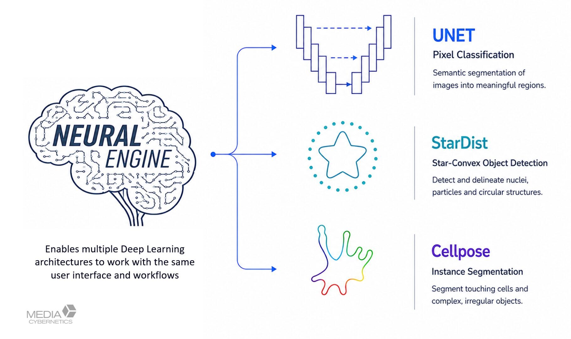 The Image-Pro Neural Engine supports multiple segmentation architectures through one consistent workflow.